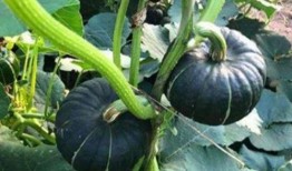 网红圈吃瓜群,揭秘娱乐圈幕后风云